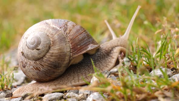 Macro shot of a brown slimy snail with snail shell crawling over a forest ground. alt
