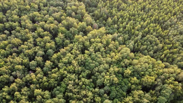 Flying Low Over the Trees Topdown View of the Summer Forest