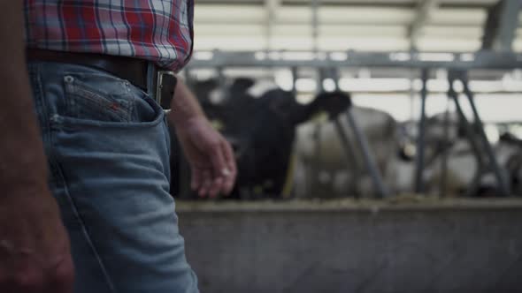 Cowshed Worker Walking Barn Checking Livestock Health on Rural Farm Closeup alt