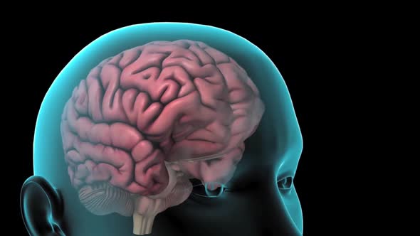 Reaction of pain in the brain alt