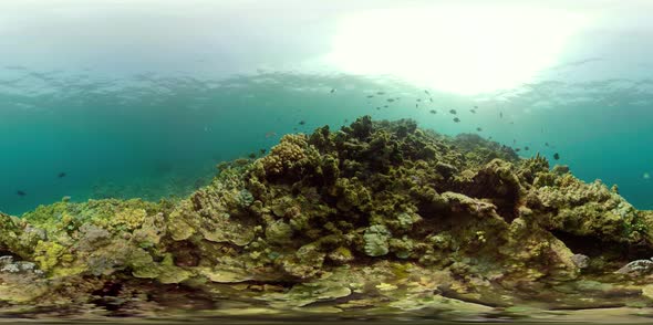 Coral Reef and Tropical Fish Vr360 alt