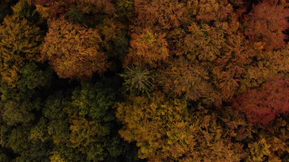 Drone hover over green autumn forrest park trees alt