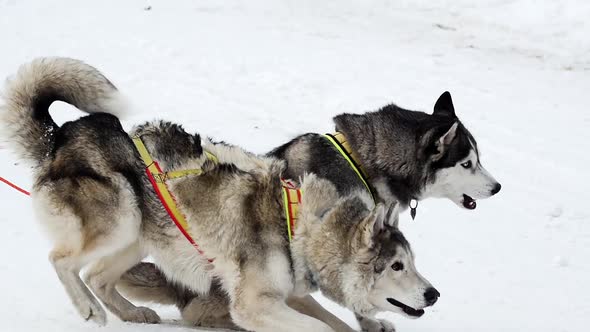 Husky and Malamute dogs follow the command. Dogs in the winter forest