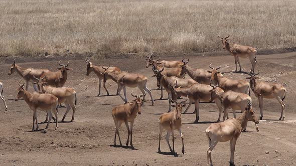 980138 Topi, damaliscus korrigum, Group standing in Savannah, Nairobi Park in Kenya, Slow motion alt
