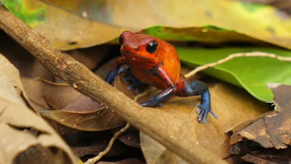 Blue Jeans Poison Dart Frog in its Natural Habitat in the Caribbean