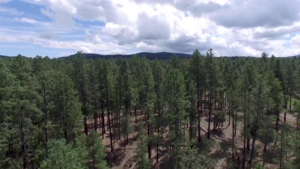 Drone aerial footage of the pine forest of the Prescott National Forrest, ?Prescott, Arizona. Pan ov alt