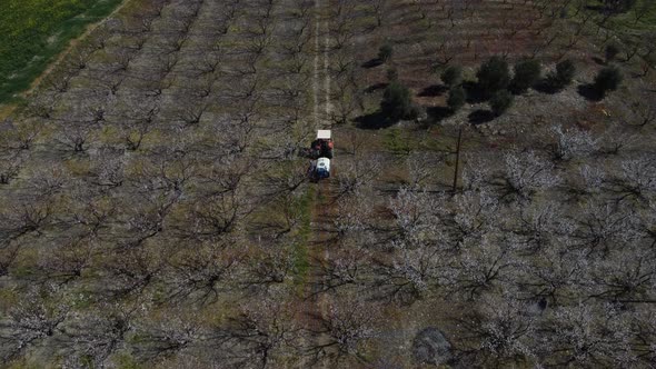 Workers Spraying Blooming Apricot Orchard alt