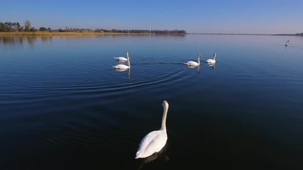 Camera Tracks Slowly Low Right A Bunch Of Swans The Water Is Calm The Sun Is Shining