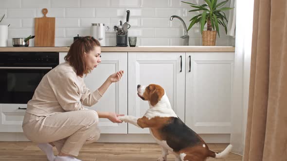 The Female Owner of the Beagle Dog Training and Treats Her Pet with a Treat alt