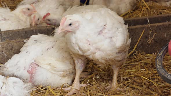 Broiler Chicken in a Poultry Farm alt