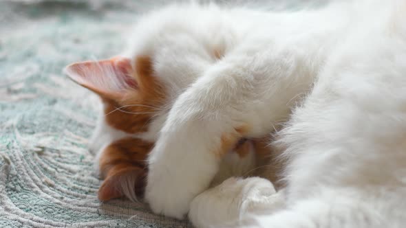 The cat covers its face with its paws