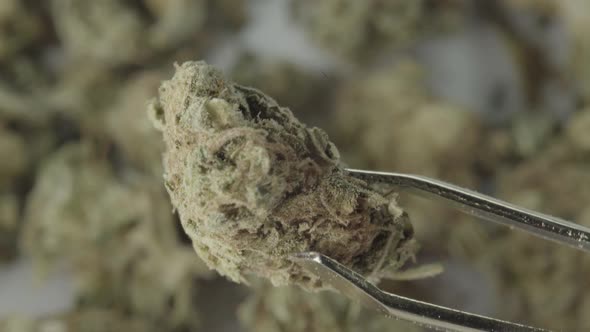 Marijuana. Cannabis. Hemp. Close-up alt