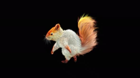 66 White Squirrel Dancing 4K alt