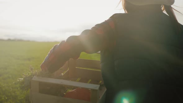Young Woman Farmer in Hat Holding Orange Pumpkin in Her Hands the at Field at Sunset Time alt