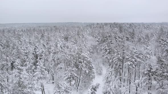 Flight Above Winter Forest, Aerial Top View.