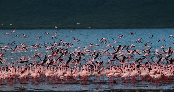 Lesser Flamingo, phoenicopterus minor, Group in Flight, Taking off from Water alt