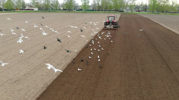 Farmer on a Modern Tractor Cultivates Fertile Farmland Surrounded By a Flock of Hungry Birds alt