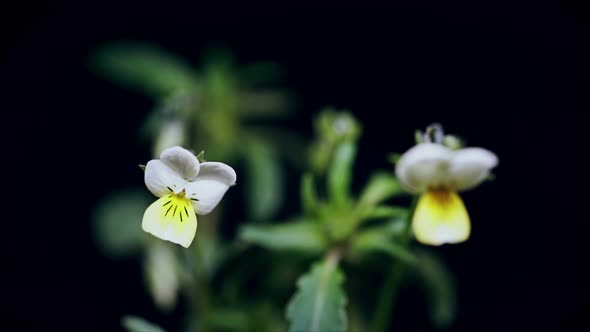 White Viola Spring Flowers Blooming Opening Its Blossom Germination Time Lapse Isolated on Black