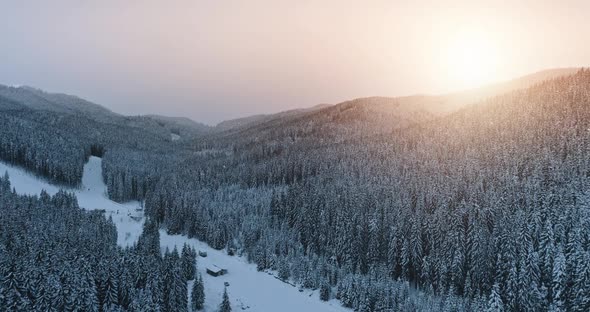 Sunset Winter Snow Mountain Slope in Pine Tree Forest