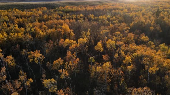 Autumn forest with autumnal variety of colors in Central Alberta during fall, Canada. Aerial cinemat alt