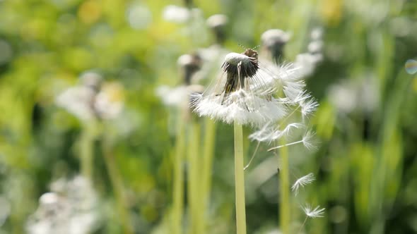Shallow DOF plant  Taraxacum officinale plant  slow-mo 1080p FullHD footage - Common  dandelion flow alt