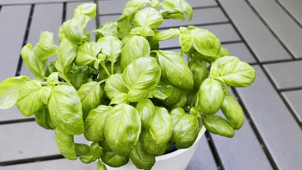 Fresh basil leaves. Green basil.  Classic herbs for salads and sauces of Italian