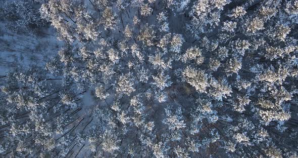 Snow-covered Coniferous Forest. Aerial Photography alt