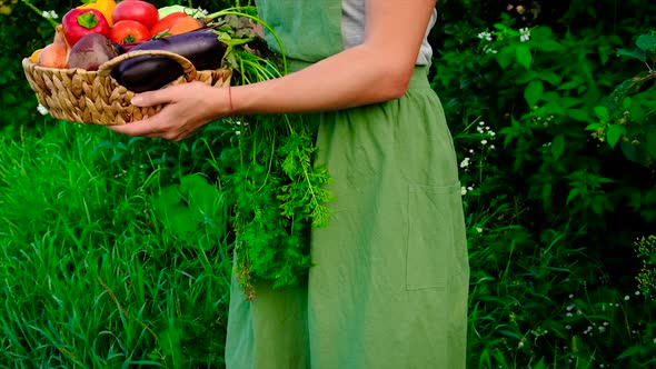 Woman Holding Vegetables in Her Hands Harvest alt