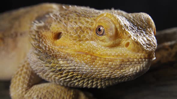 Portrait of a Bearded Dragon (Pogona Vitticeps) in a Terrarium