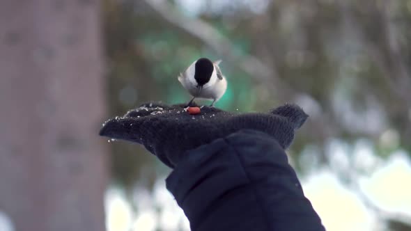 Cute Bird Eats Nut From A Palm alt