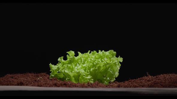 Lettuce Leaves Sprout Through the Soil