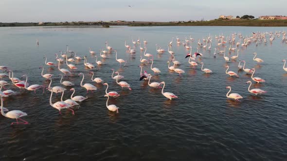 Slowmotion video of a flock of Pink Flamingos walking in the waters of Vendicari Natural reserve, Si alt