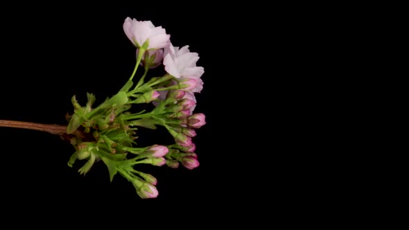 Timelapse of a Pink Flowers Cherry Blossom