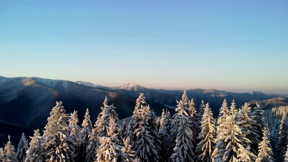 Drone Rising Above Winter Forest Unveiling Mountain Range