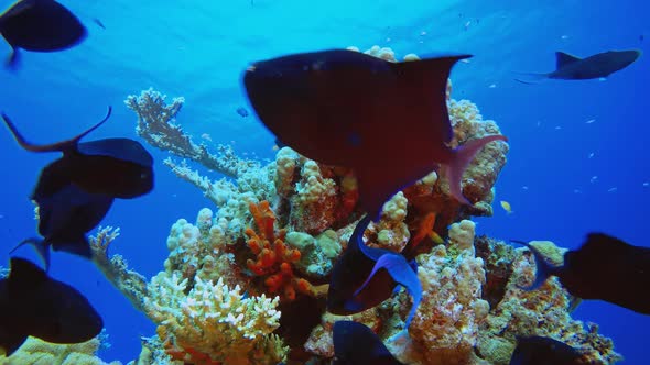 Underwater Tropical Blue Sea alt