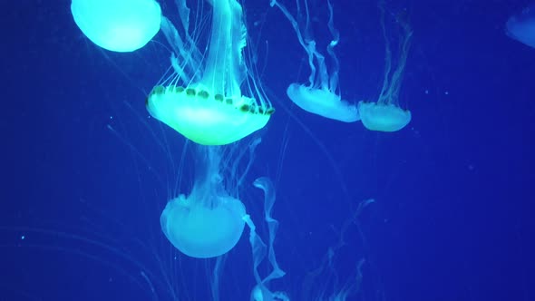 Large Amount Of Jelly Fish Floating In Water alt