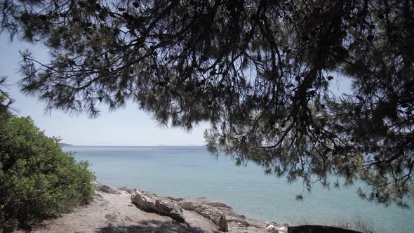 Video of trees on a beach in the Greece.