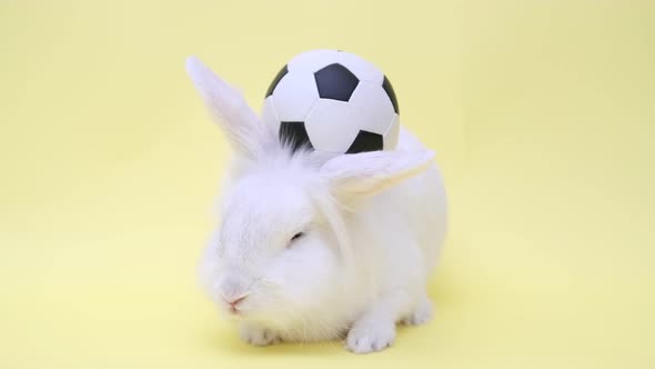 White Rabbit and Soccer Ball
