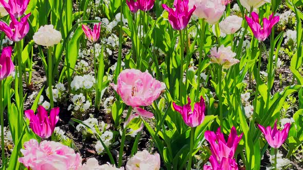 Close Up Footage of Multicolored Tulips in Sunny Weather Purple Color Backlight alt