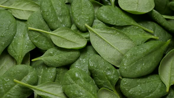 Spinach as background rotating on a table. Close up view.