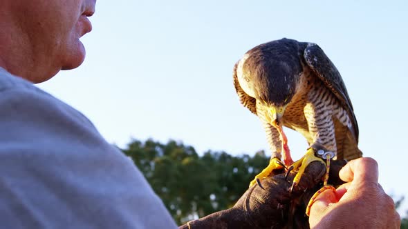 Man feeding falcon eagle on his hand alt