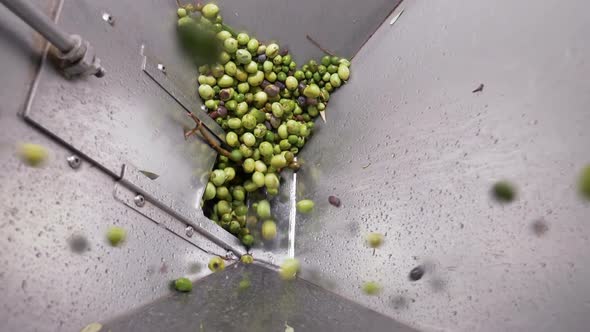 Olives falling in the crusher- South of Italy- Olive oil Mill- slow motion alt