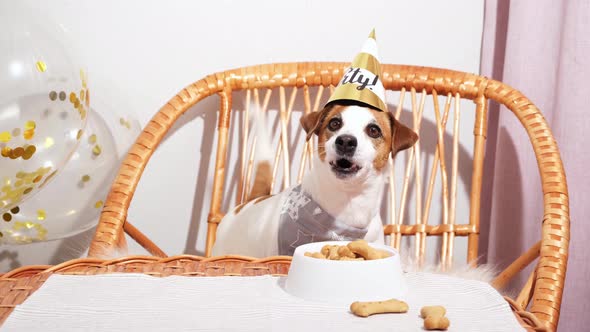 Funny Dog on Birthday Hat Barking Looking at Camera Sitting in Wicker Chair