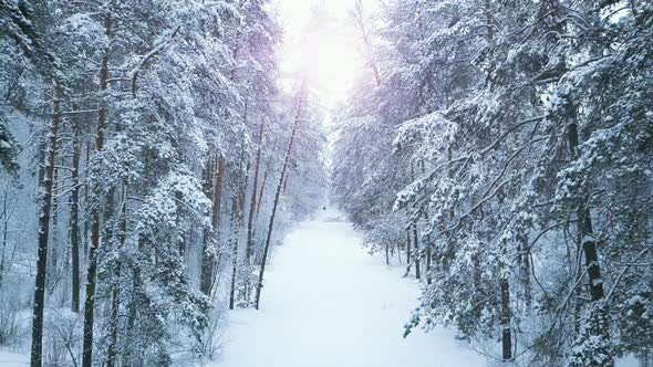 Winter Forest Sunshine Snow Covered Trees Aerial Flight Through the Snowy Forest Towards Sunrise alt