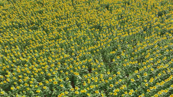 Sunflowers in a Field Ready to be for Harvested into Oil and Seeds alt