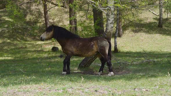 Funny Small Pony Waves Tail Standing Near Birch Tree alt