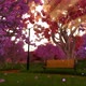 Garden Bench Surrounded by Cherry Blossom Trees - VideoHive Item for Sale