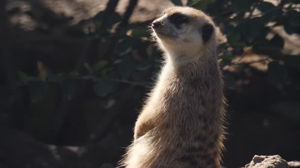 Meerkat alt