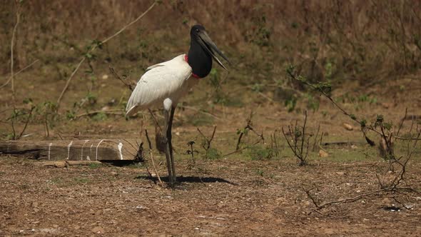 A Jabiru - a large stork bird with a huge bill walks along the Brazilian Pantanal alt