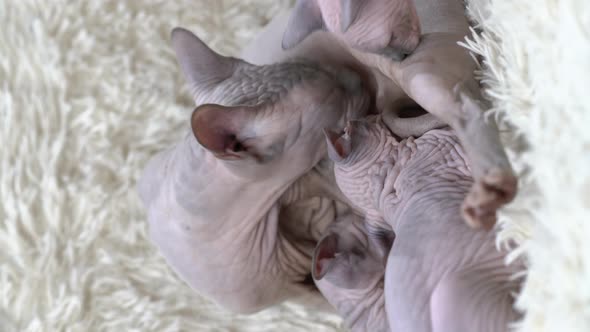 Mother Canadian Sphynx Cat Breed Sitting and Breastfeeding Kittens